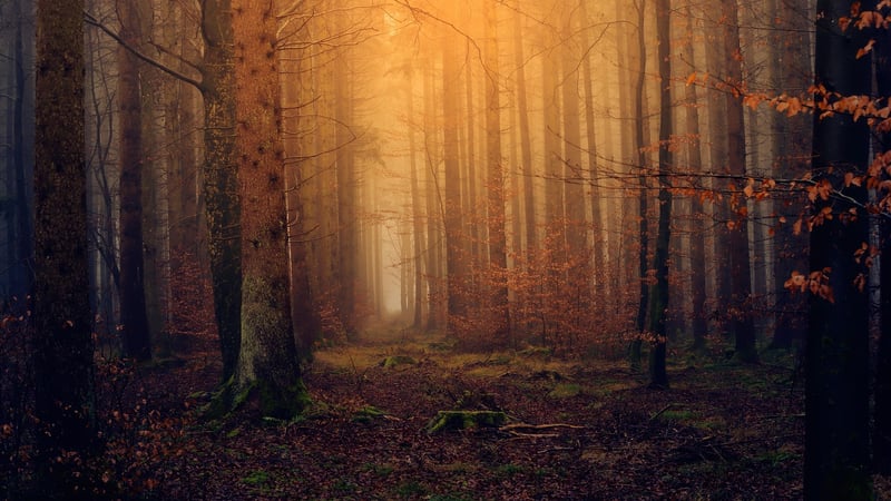 Magical Woodland Setting